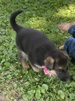 Elsa, a female German Shepherd Dog for sale in Wellman, IA – 4 of 7