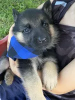 Wolfie, a female German Shepherd Dog for sale in Wellman, IA – 4 of 4