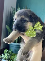 Banjo, a male German Shepherd Dog for sale in Wellman, IA – Photo 2 of 7
