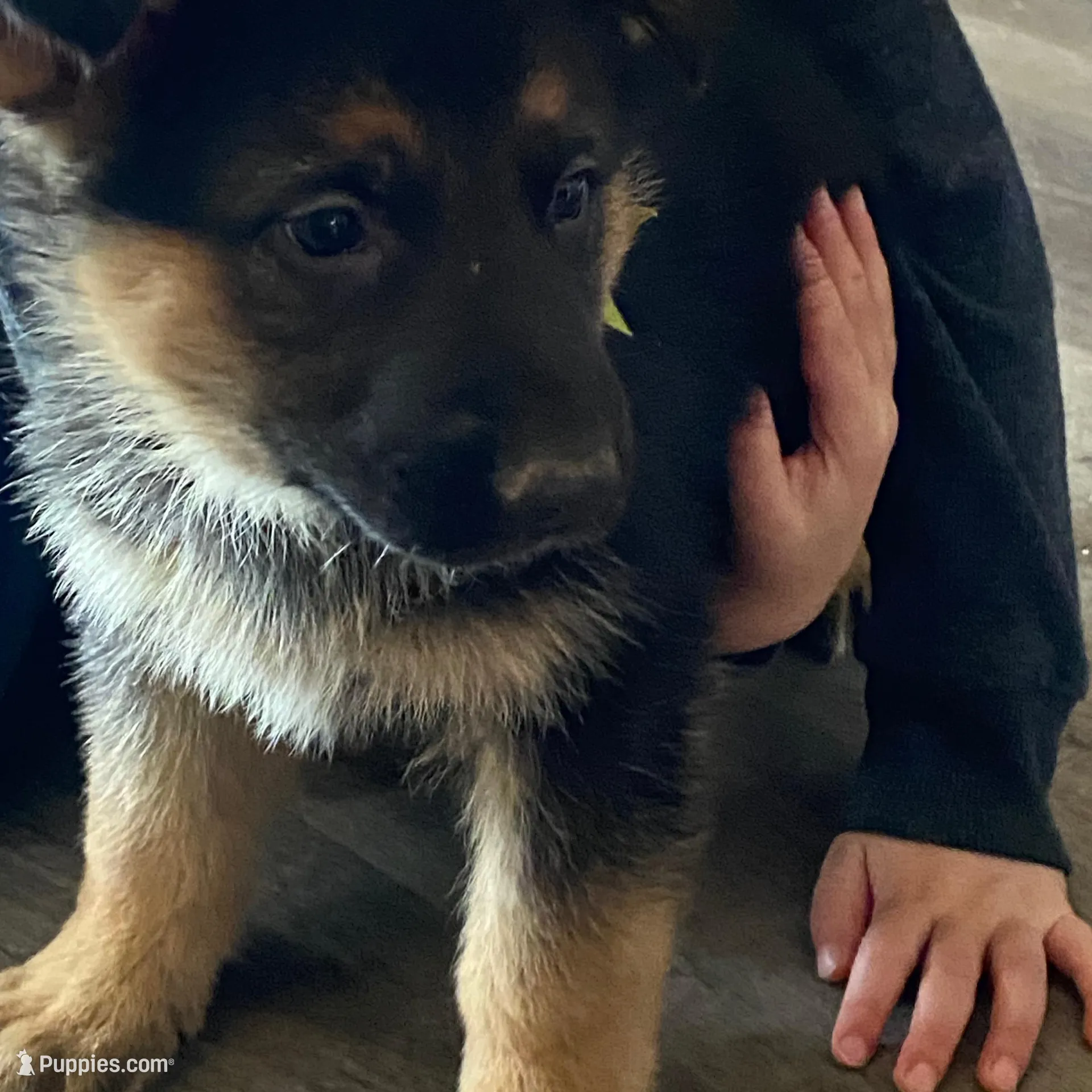 Banjo, a male German Shepherd Dog for sale in Wellman, IA – Photo 5 of 7