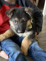 Banjo, a male German Shepherd Dog for sale in Wellman, IA – Photo 7 of 7