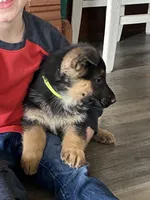 Banjo, a male German Shepherd Dog for sale in Wellman, IA – Photo 4 of 7