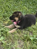Elsa, a female German Shepherd Dog for sale in Wellman, IA – 7 of 7