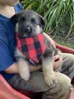 Bruno, a male German Shepherd Dog for sale in Wellman, IA – 2 of 4