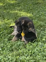 Lenny, a male German Shepherd Dog for sale in Wellman, IA – 3 of 7
