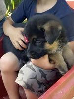 Freya, a female German Shepherd Dog for sale in Wellman, IA – 2 of 3