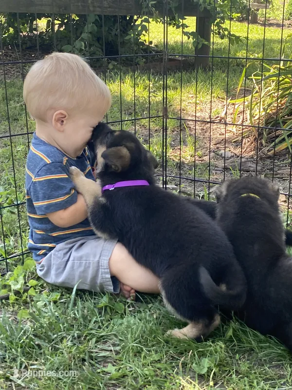 Alexa – German Shepherd Dog puppy for sale in Wellman, IA