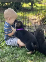 Alexa, a female German Shepherd Dog for sale in Wellman, IA – 1 of 4
