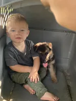Elsa, a female German Shepherd Dog for sale in Wellman, IA – 2 of 7