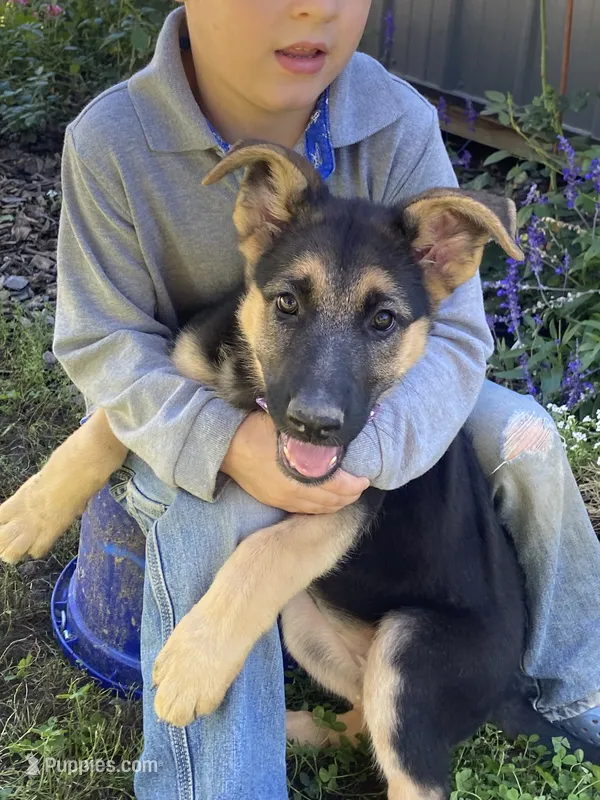 Alexa – German Shepherd Dog puppy for sale in Wellman, IA