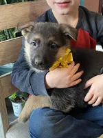 Greta, a female German Shepherd Dog for sale in Wellman, IA – Photo 1 of 5
