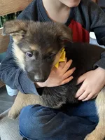Greta, a female German Shepherd Dog for sale in Wellman, IA – Photo 4 of 5