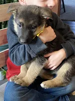 Greta, a female German Shepherd Dog for sale in Wellman, IA – Photo 5 of 5