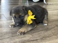 Greta, a female German Shepherd Dog for sale in Wellman, IA – Photo 2 of 5