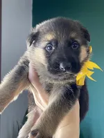 Greta, a female German Shepherd Dog for sale in Wellman, IA – Photo 3 of 5