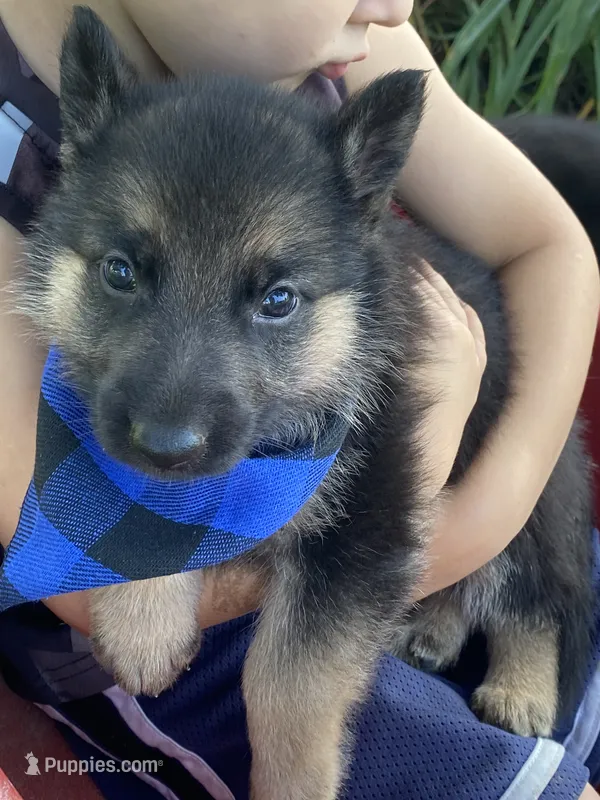 Wolfie – German Shepherd Dog puppy for sale in Wellman, IA