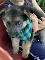 Luna, a female German Shepherd Dog for sale in Wellman, IA – 4 of 5