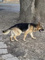 Fall litter, a  German Shepherd Dog for sale in Wellman, IA – Photo 1 of 3