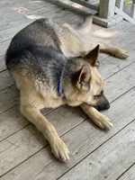 Fall litter, a  German Shepherd Dog for sale in Wellman, IA – Photo 3 of 3