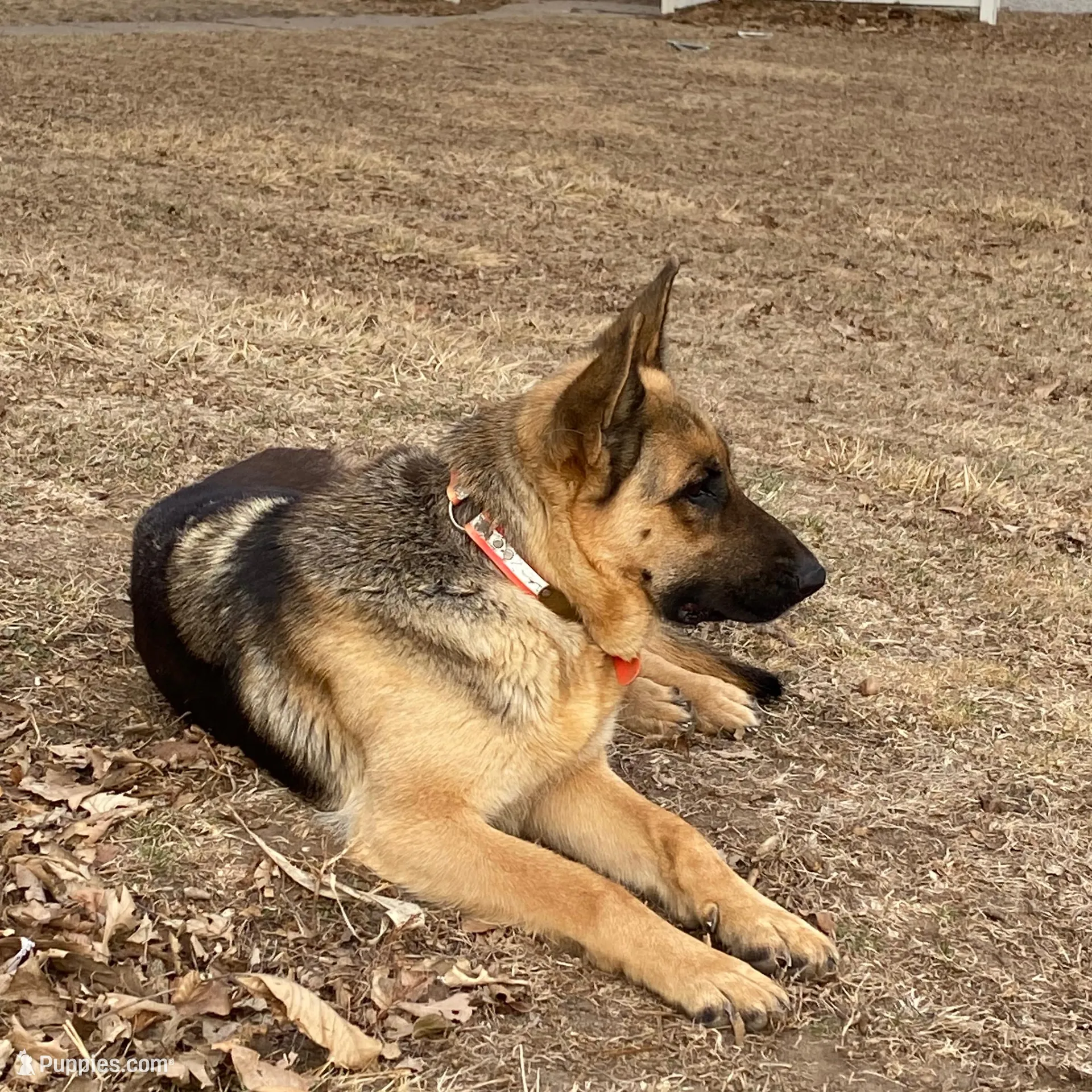 Fall litter, a  German Shepherd Dog for sale in Wellman, IA – Photo 2 of 3