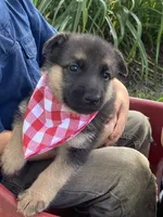 Sasha, a female German Shepherd Dog for sale in Wellman, IA – 3 of 3
