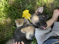 Lenny, a male German Shepherd Dog for sale in Wellman, IA – 5 of 7