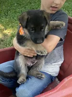 Otto, a male German Shepherd Dog for sale in Wellman, IA – 4 of 5