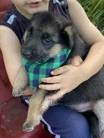 Luna, a female German Shepherd Dog for sale in Wellman, IA – 3 of 5