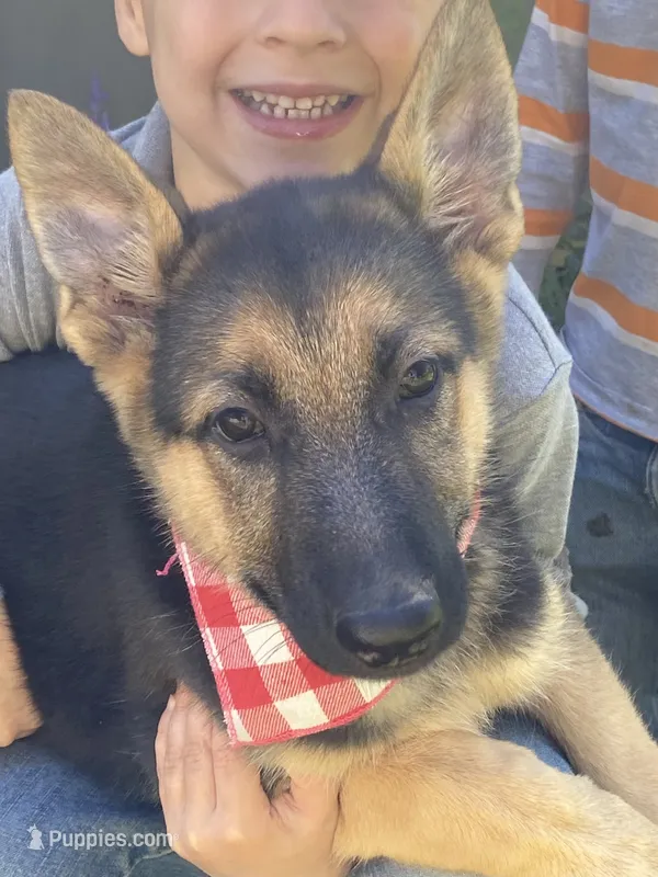 Sasha – German Shepherd Dog puppy for sale in Wellman, IA