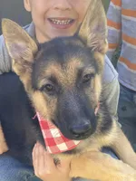 Sasha, a female German Shepherd Dog for sale in Wellman, IA – 1 of 7