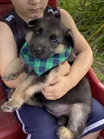 Luna, a female German Shepherd Dog for sale in Wellman, IA – 2 of 5