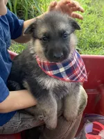 Max, a male German Shepherd Dog for sale in Wellman, IA – 5 of 6