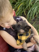 Pixie, a female German Shepherd Dog for sale in Wellman, IA – 2 of 3
