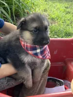 Max, a male German Shepherd Dog for sale in Wellman, IA – 4 of 6