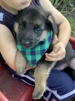 Luna, a female German Shepherd Dog for sale in Wellman, IA – 5 of 5