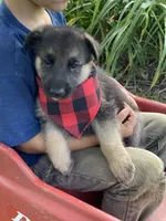 Bruno, a male German Shepherd Dog for sale in Wellman, IA – 3 of 4
