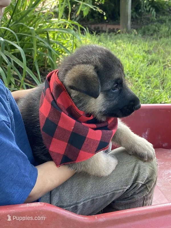 Bruno – German Shepherd Dog puppy for sale in Wellman, IA