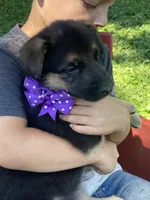Alexa, a female German Shepherd Dog for sale in Wellman, IA – 2 of 4