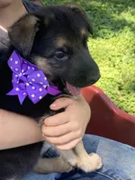 Alexa, a female German Shepherd Dog for sale in Wellman, IA – 3 of 4