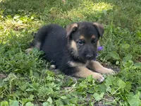 Alexa, a female German Shepherd Dog for sale in Wellman, IA – 4 of 4