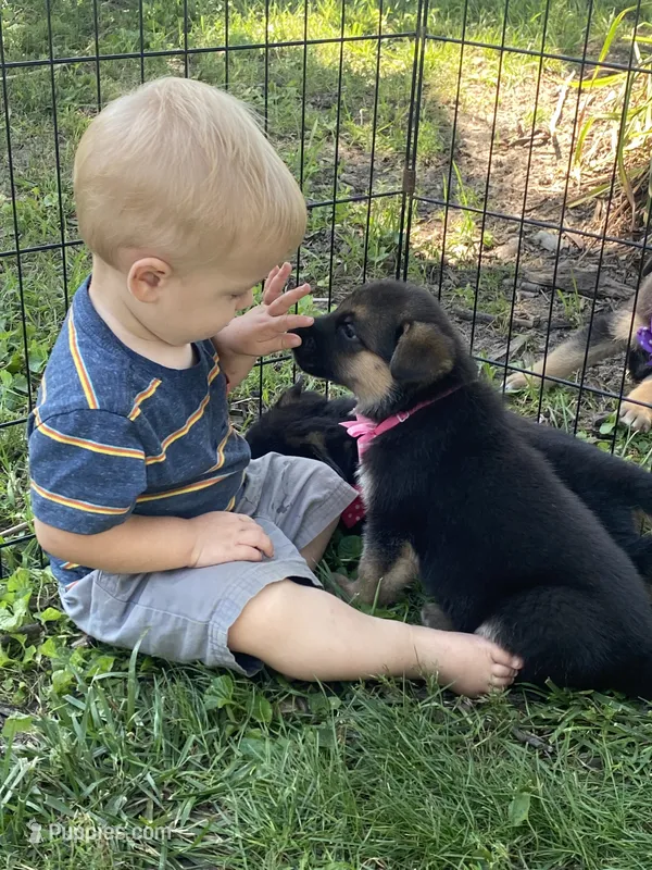 Elsa – German Shepherd Dog puppy for sale in Wellman, IA