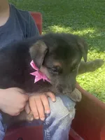 Elsa, a female German Shepherd Dog for sale in Wellman, IA – 5 of 7