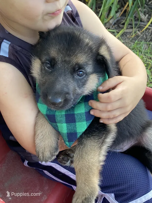 Luna – German Shepherd Dog puppy for sale in Wellman, IA