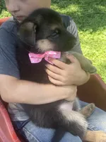 Elsa, a female German Shepherd Dog for sale in Wellman, IA – 3 of 7