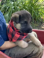Bruno, a male German Shepherd Dog for sale in Wellman, IA – 4 of 4