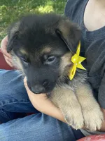 Lenny, a male German Shepherd Dog for sale in Wellman, IA – 4 of 7