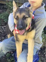 Sasha, a female German Shepherd Dog for sale in Wellman, IA – 7 of 7