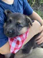 Sasha, a female German Shepherd Dog for sale in Wellman, IA – 2 of 3