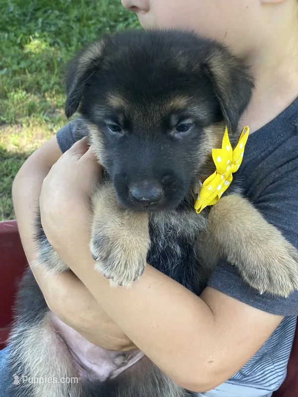 Lenny – German Shepherd Dog puppy for sale in Wellman, IA