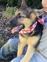 Sasha, a female German Shepherd Dog for sale in Wellman, IA – 4 of 7